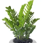 Zamioculcas
