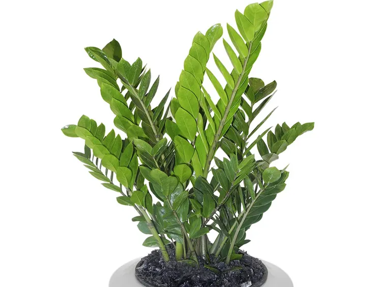 Zamioculcas