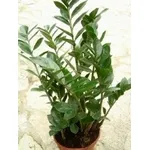 Zamioculcas
