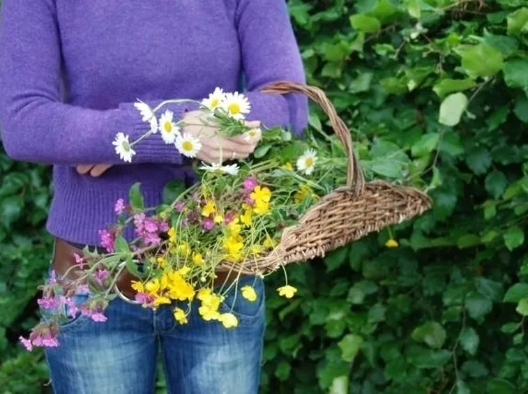 raccolta fiori