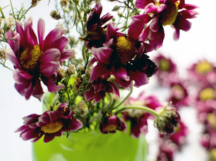 essicazione fiori 