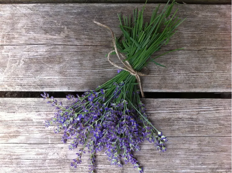 fiori secchi di lavanda