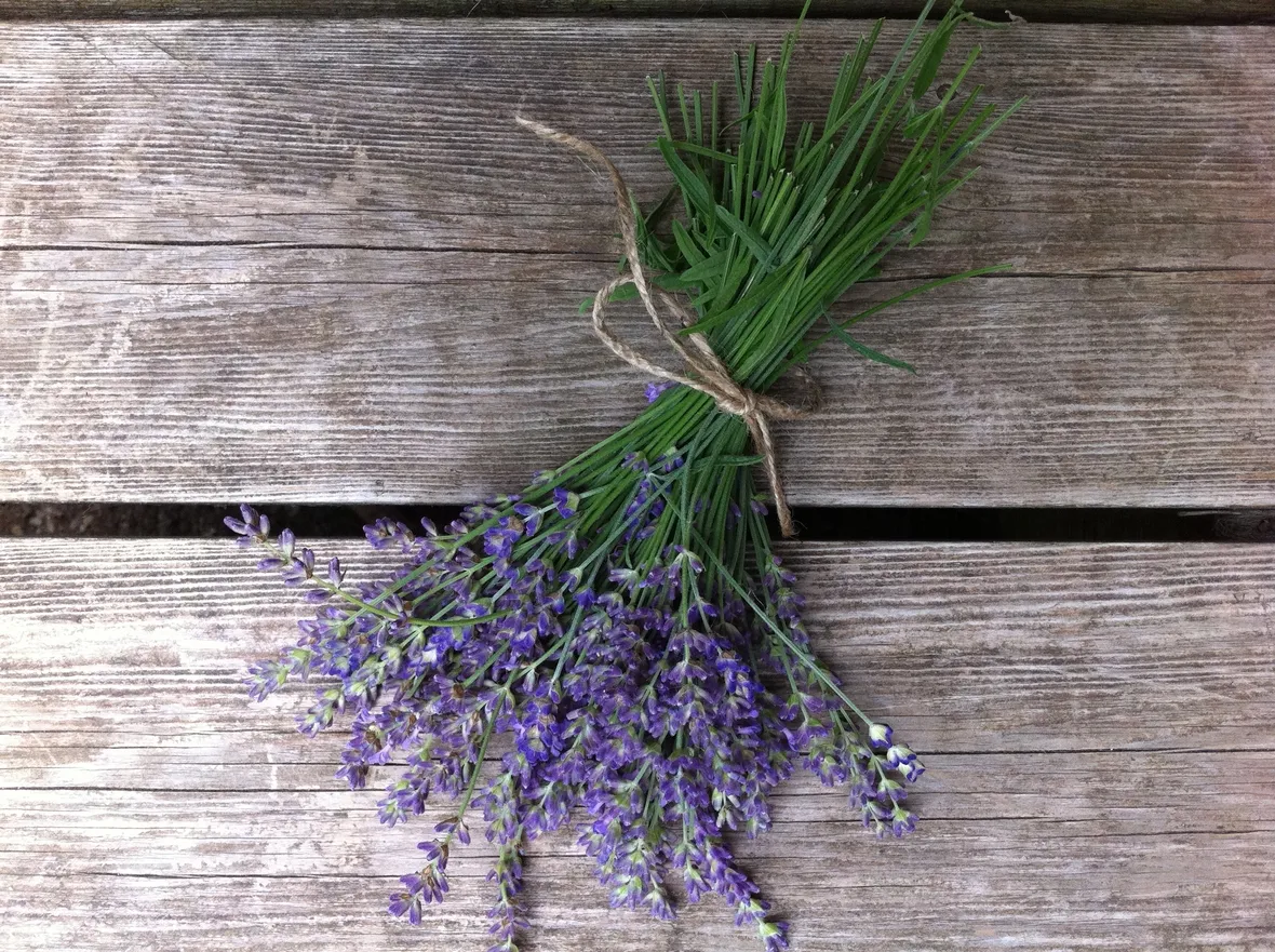fiori secchi di lavanda