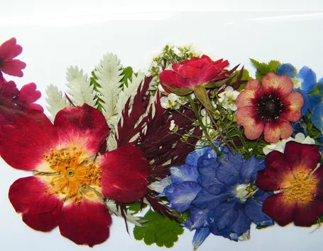 fiori secchi pressati