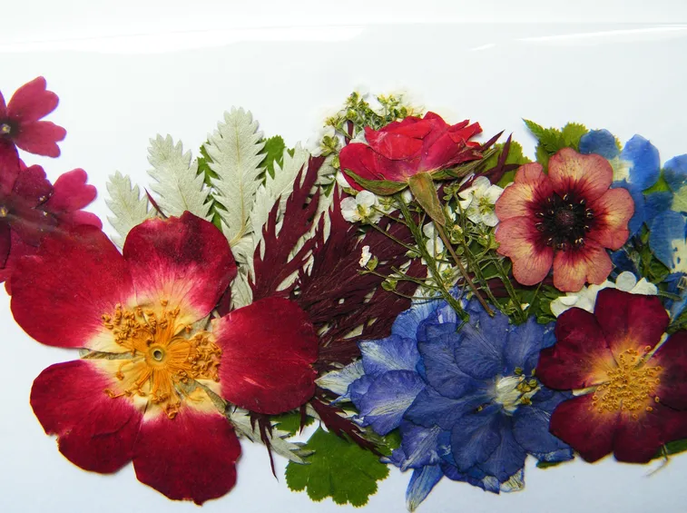 fiori secchi pressati