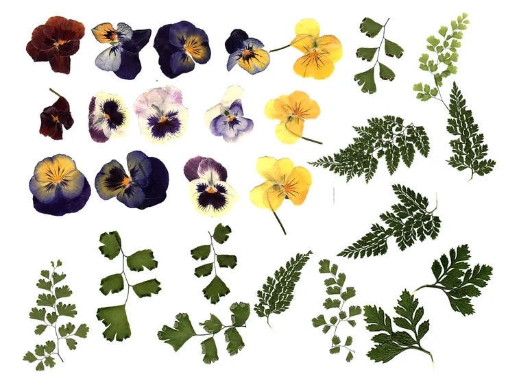 fiori pressati