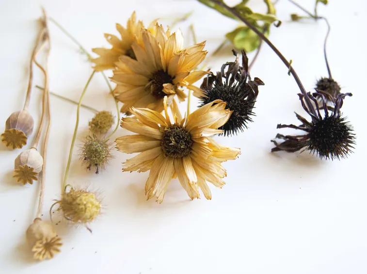 fiori secchi