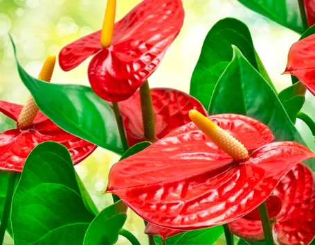 anthurium