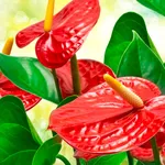 anthurium