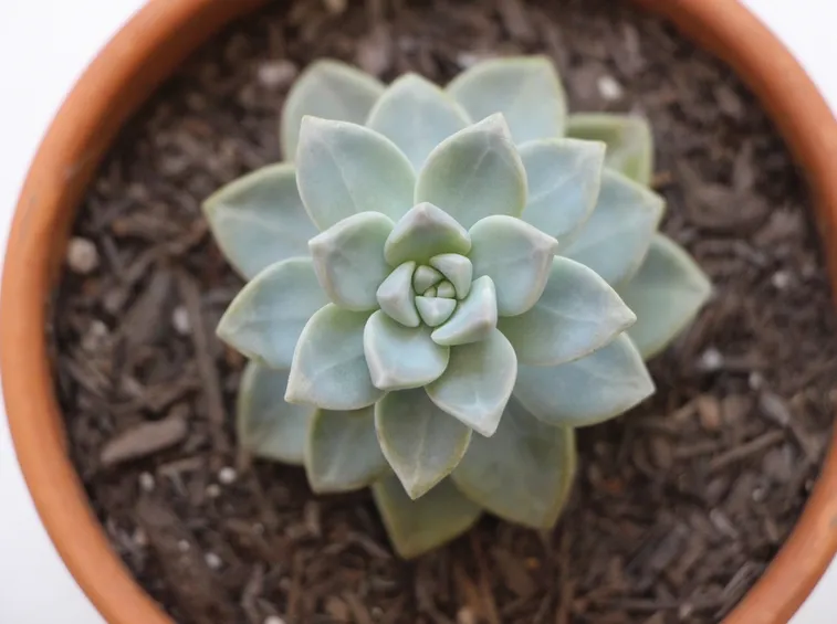 succulente