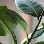 ficus