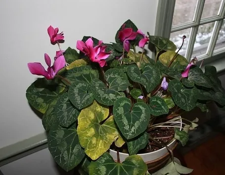 ciclamini foglie gialle