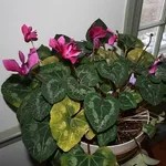ciclamini foglie gialle