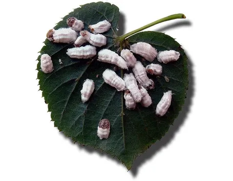 Un gruppo di cocciniglie