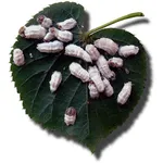 Un gruppo di cocciniglie