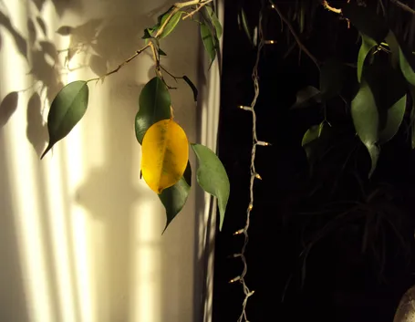ficus benjamin