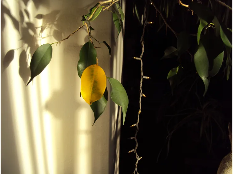 ficus benjamin