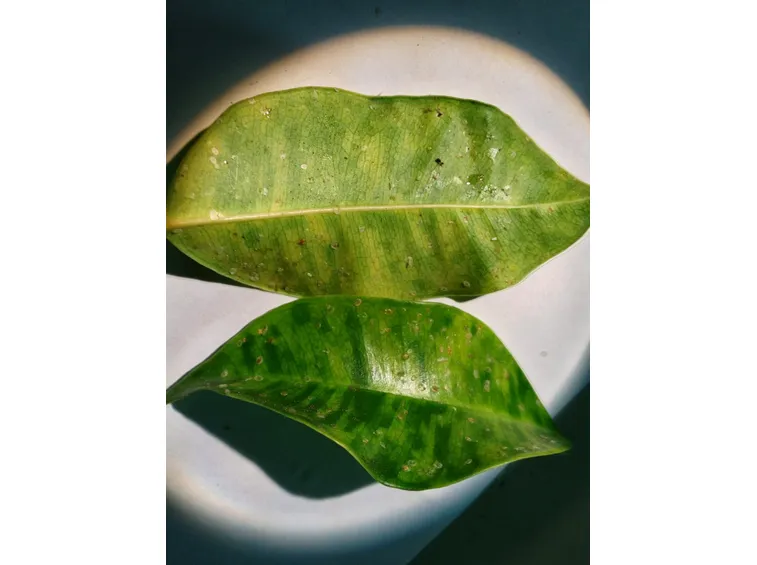 vaso di ficus benjamin