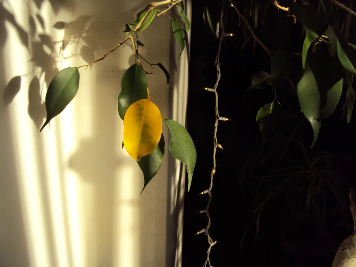 ficus benjamin