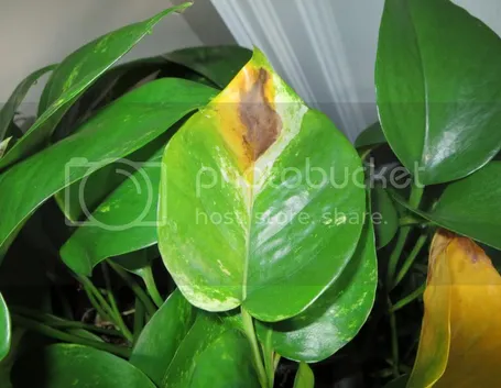 zamioculcas pianta