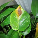 zamioculcas pianta