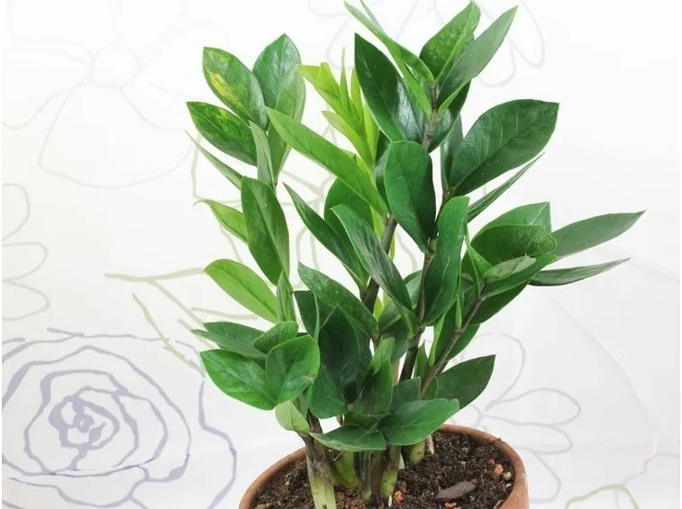 zamioculcas foglie sane