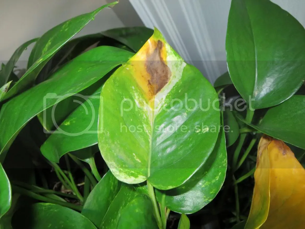 zamioculcas pianta