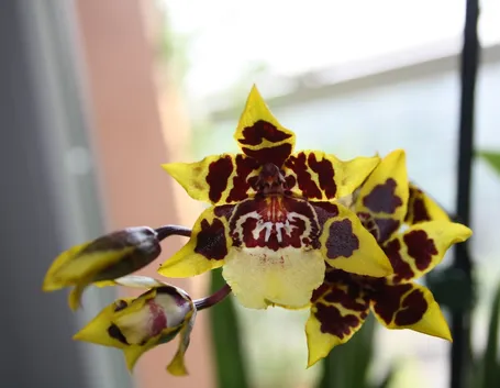 Fiore di orchidea cambria