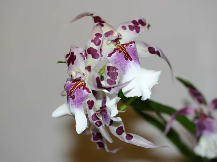 Cambria bianca e viola