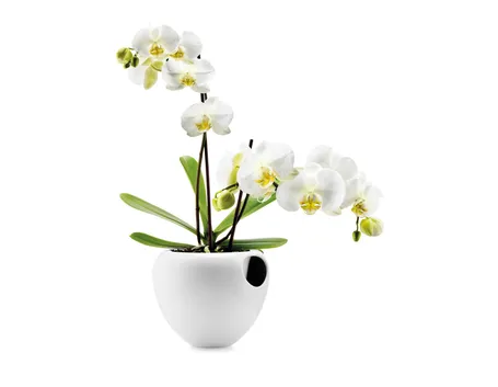 orchidee