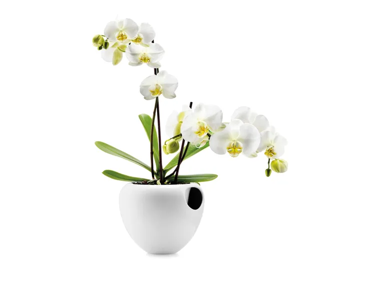 orchidee