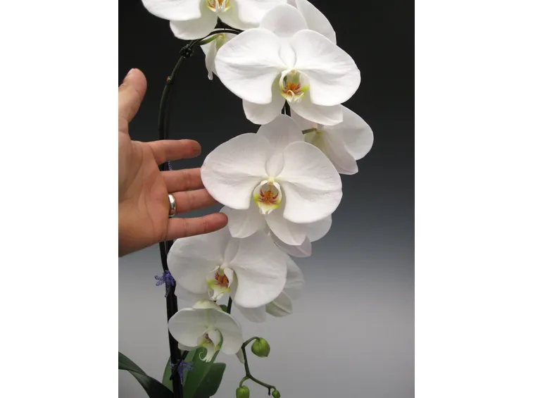 fiori orchidea