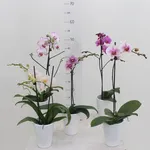 Piante di orchidee