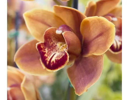 Orchidea Catteya durante la fioritura