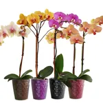 Varietà di Orchidea Phalaenopsis