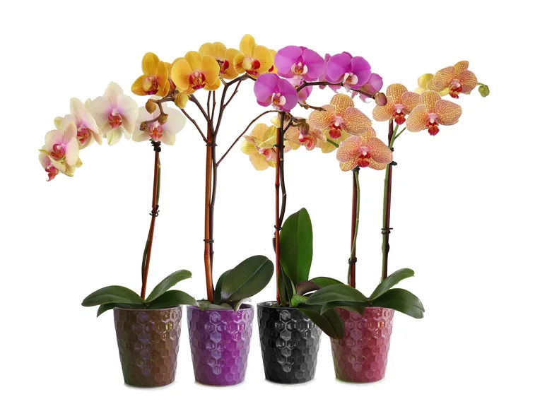 Varietà di Orchidea Phalaenopsis