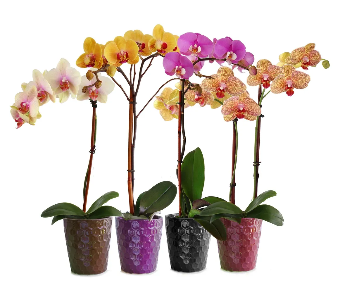 Varietà di Orchidea Phalaenopsis