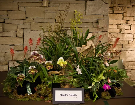 Esempi di orchidee variopinte