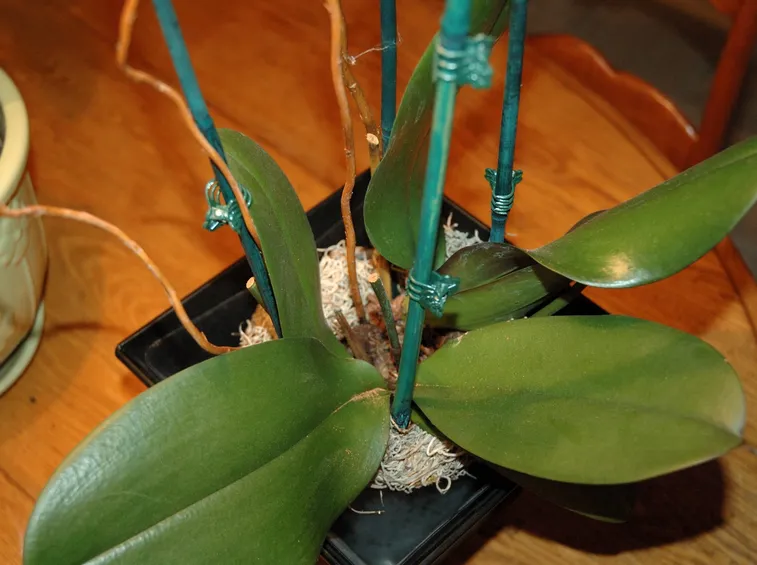 Il substrato di coltivazione delle orchidee