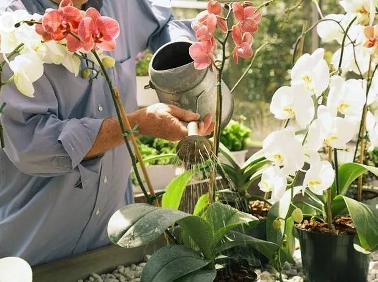 La corretta irrigazione delle orchidee