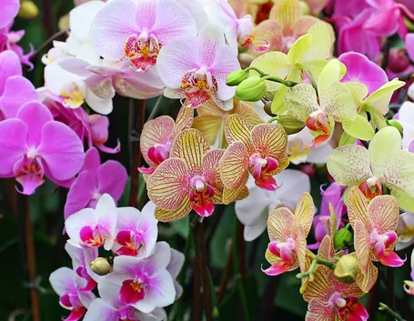 Orchidee da appartamento