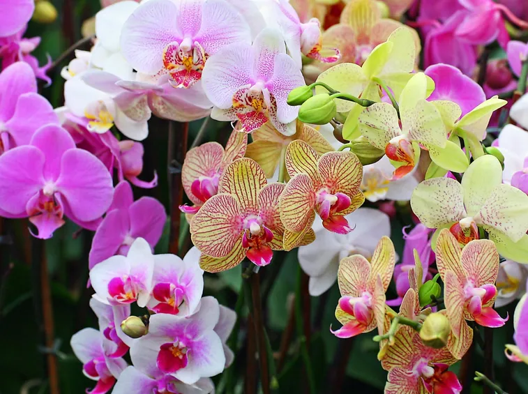 Orchidee da appartamento