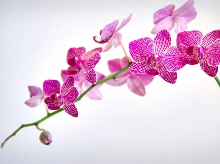 Fiore di orchidea