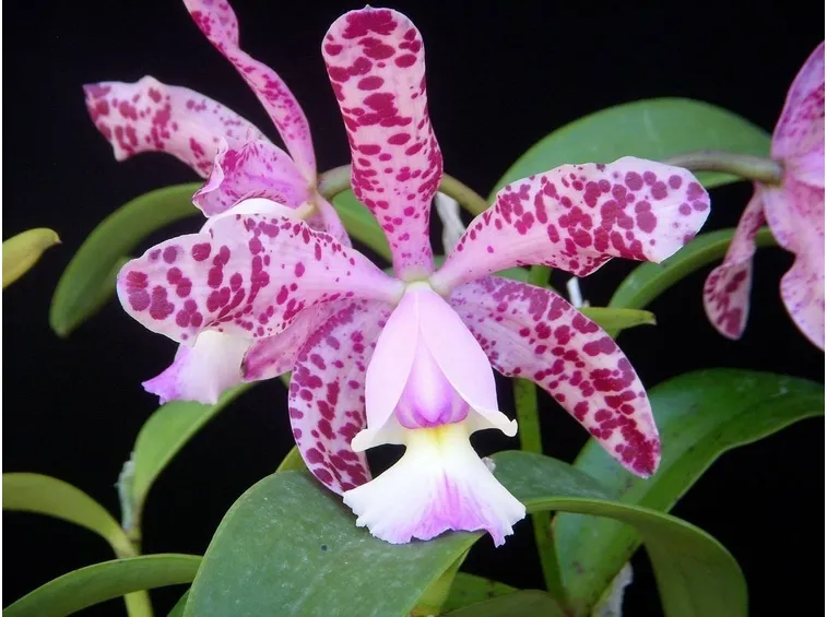 Varietà di orchidea