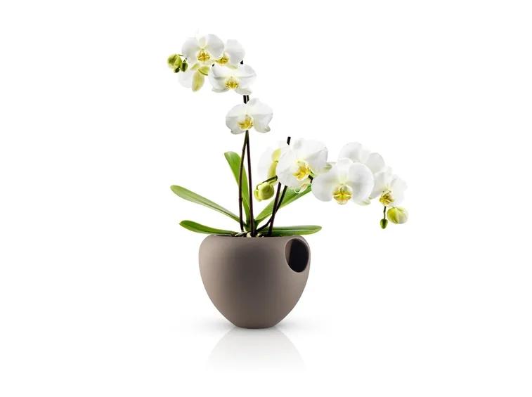 Orchidee in vaso