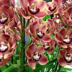 Cymbidium fioritura