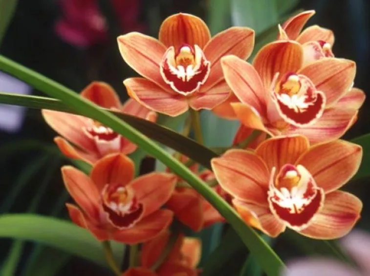 Cymbidium fiore