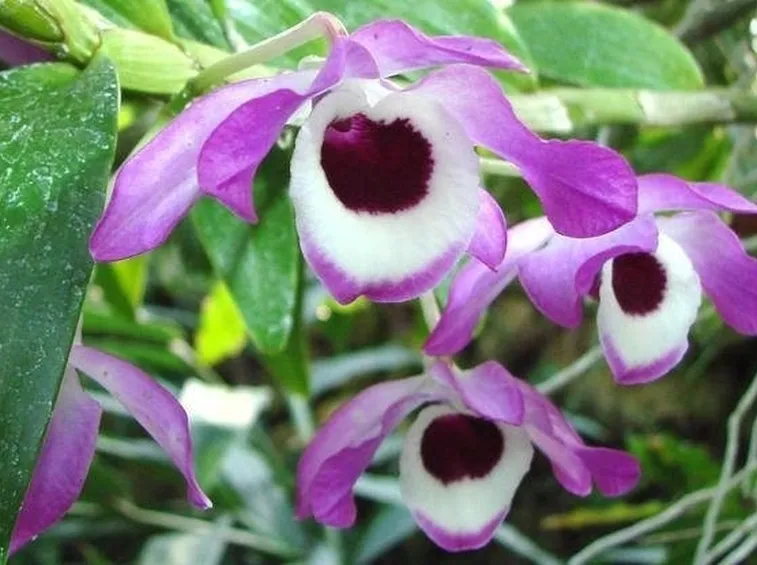 Dettaglio infiorescenza Dendrobium nobile.