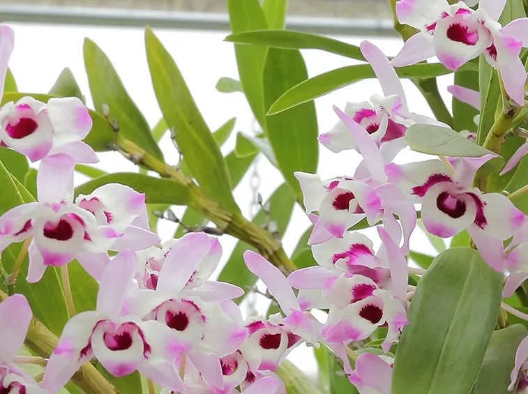 pianta dendrobium