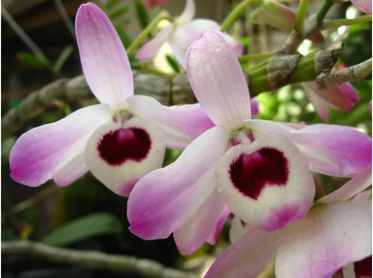 dendrobium nobile